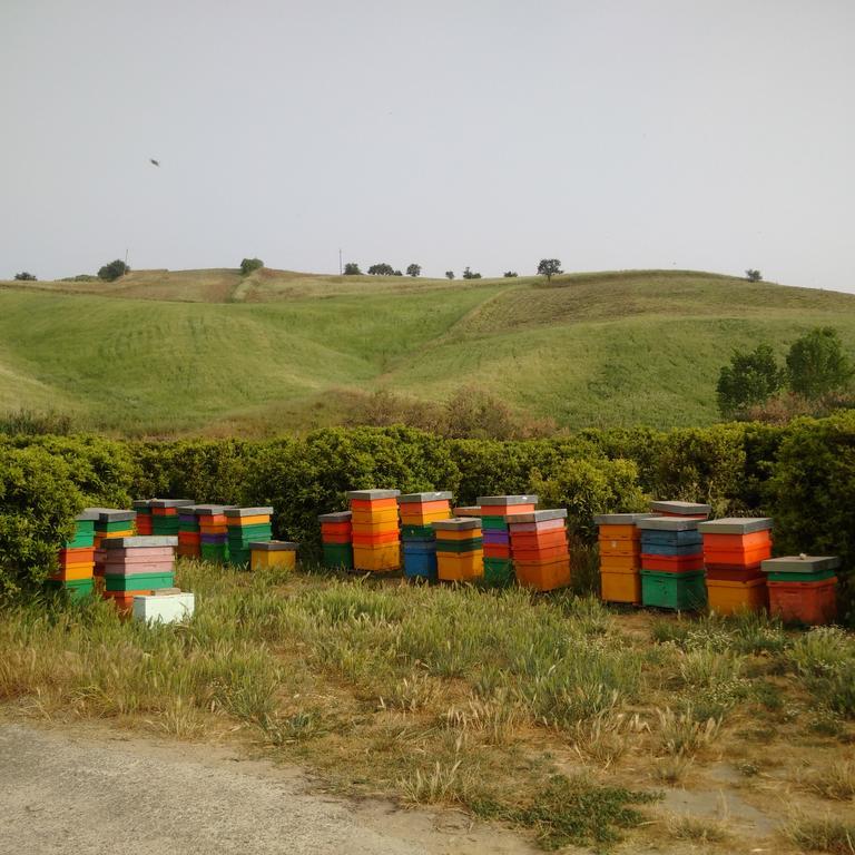 Agriturismo Trappeto Vecchio San Demetrio Corone エクステリア 写真